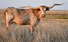JUMBLER