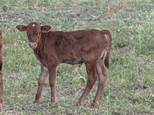 Jungle Heifer