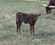 Katherine Calf
