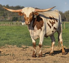 NACC SARAS DRAGON