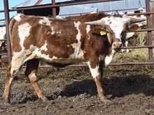 WT KID ROCK X CR EBONY COWGIRL (B)