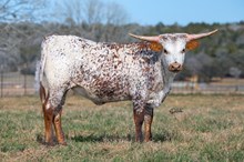 La Moo Pearl LP
