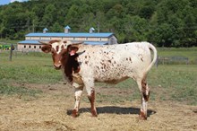 RTG Lady of Dallas
