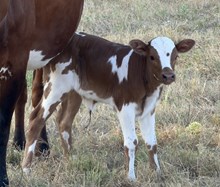 Leia Heifer Calf