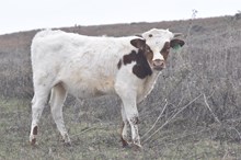 Little Lady bull 2512