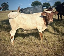 Little Brother BCR 418