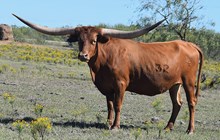 LL Rhodos