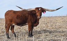 LOADED ECLIPSE CDC