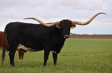 TS Lone Star Abigail