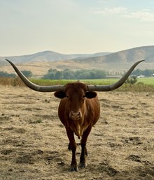 CR Lone Star Lady