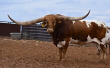 TS Lone Star Lawman