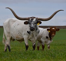 TS Lone Star Ruby