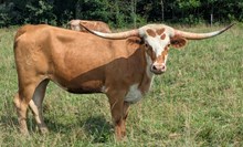LONGMIRE X FIONA HEIFER