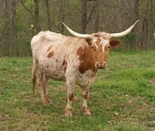 VVF LORETTA LYNN