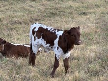 Luna Bull