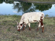 WL Luna Belle Heifer