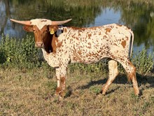 Pacific Lupin Heifer Calf