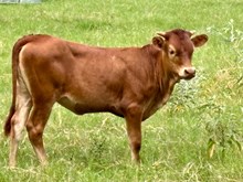 BCR Macarena 614