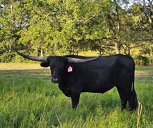 Man In Black 411