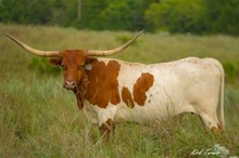 BH PRAIRIE QUEEN
