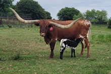 Meritorious Star 2026 Heifer
