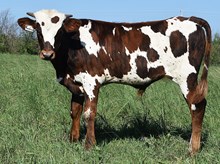 HR MOONBEAM X PCC MIDAS TOUCH TAG 601