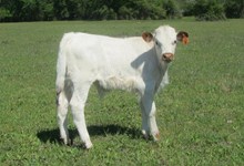 RR Maximus Star Bull 12