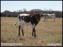 Rodeo Max ST x DDR Fast Missy