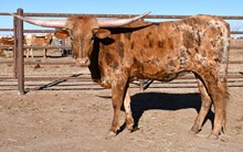 DB Motion's Bella-872