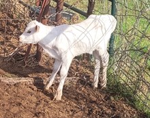 Mudflap's 2026 heifer