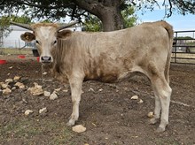 Hydro's Paloma