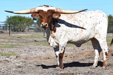 Pamela CDC
