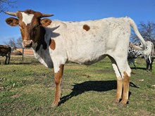 Penelope DSM