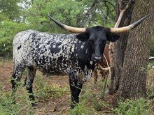 BLACK PEPPERCORN BCB