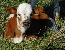 BUSINESS X PERFECTA BULL