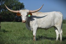 6CR PHOENIX