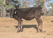 Phoebe heifer