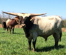 HL Bull Market