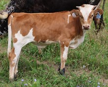 Cup Full Calf