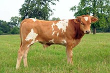 HIJO PREFERIDO BCR