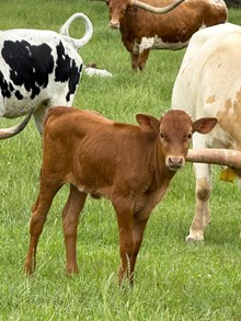 KDK Thor x LM Princess ATTA
