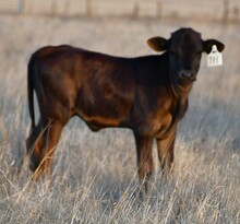 CND X Promenade heifer 1055