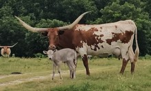 Promises BCB 2026 Heifer