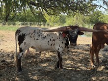 Wildfire Bull Calf