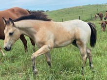 MCR Quickie Filly