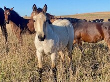 MCR Quickie Filly