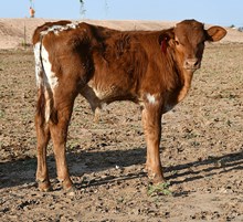 CJ X TX Mermaid 461