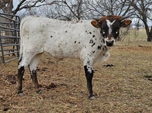 GA Tex Legend DSM
