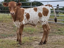 Cinnamon Sara Bull