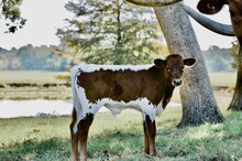 Rawhide BCR 621